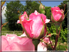 foto Rose